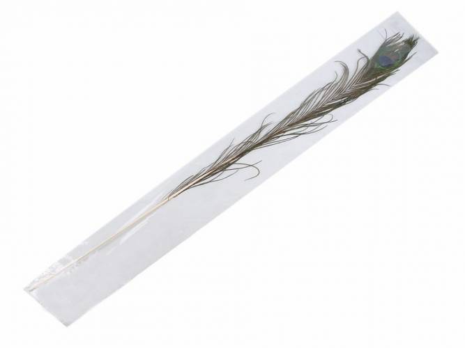 Páva toll hossza 70-110 cm / Pávatoll