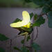 Szolár dekoráció csipesszel - katica, pillangó, méhecske - 11 x 6,5 x 10 cm - fehér LED - 11753