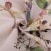 Dekor szövet / anyag Loneta növények és pillangók mintával